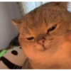 cats 6