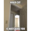 Cats 19