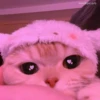 cats 7