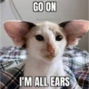 Cats 21