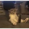 cats 8