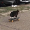 Cats 22