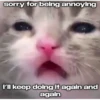 Cats 23