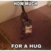 Cats 24