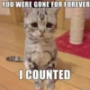 Cats 26