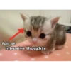 Cats 27