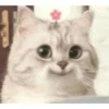cats 9
