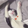cats 10
