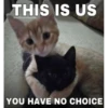 Cats 29