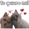 🐈‍⬛Gaticos🐈💕🇲🇽 2