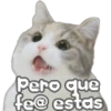 🐈‍⬛Gaticos🐈💕🇲🇽 4