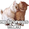 🐈‍⬛Gaticos🐈💕🇲🇽 5