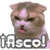 🐈‍⬛Gaticos🐈💕🇲🇽 6