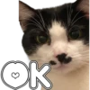 🐈‍⬛Gaticos🐈💕🇲🇽 9