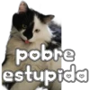 🐈‍⬛Gaticos🐈💕🇲🇽 10
