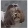 Alfonso 9