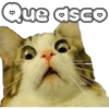 🐈‍⬛Gaticos🐈💕🇲🇽 11
