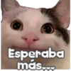 🐈‍⬛Gaticos🐈💕🇲🇽 19