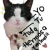 🐈‍⬛Gaticos🐈💕🇲🇽 21