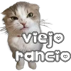 🐈‍⬛Gaticos🐈💕🇲🇽 25
