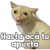 🐈‍⬛Gaticos🐈💕🇲🇽 27