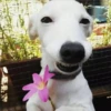 Perritos 5