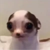 Perritos 6