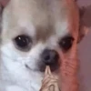 Perritos 7