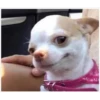 Perritos 8