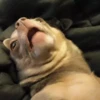Perritos 9