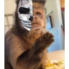 🙊 MonkeyMix 2🙊 12