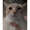 cats 6