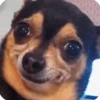 Perritos 11