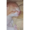 cats 7