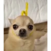 Perritos 13