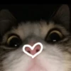 Gatitos 19