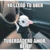 Perritos 15
