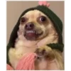 Perritos 16