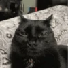 cats 12