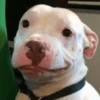 Perritos 18