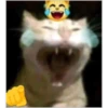 cats 6