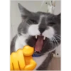 cats 7