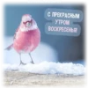GSTICKEROGRAPHY С ПРЕКРАСНЫМ УТРОМ ВОСКРЕСЕНЬЯ! Ofresh cards