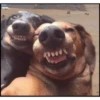 Perritos 20