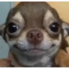 Perritos 21
