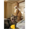 cats 8