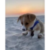 Perritos 23