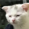 ugly cats 5