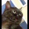 ugly cats 7