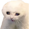ugly cats 8